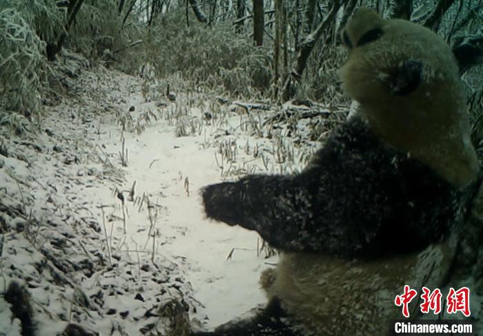 四川宝兴：野生大熊猫雪地中“练瑜伽”
