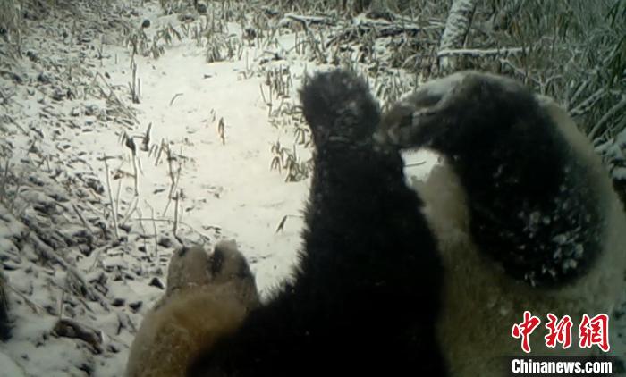 四川宝兴：野生大熊猫雪地中“练瑜伽”