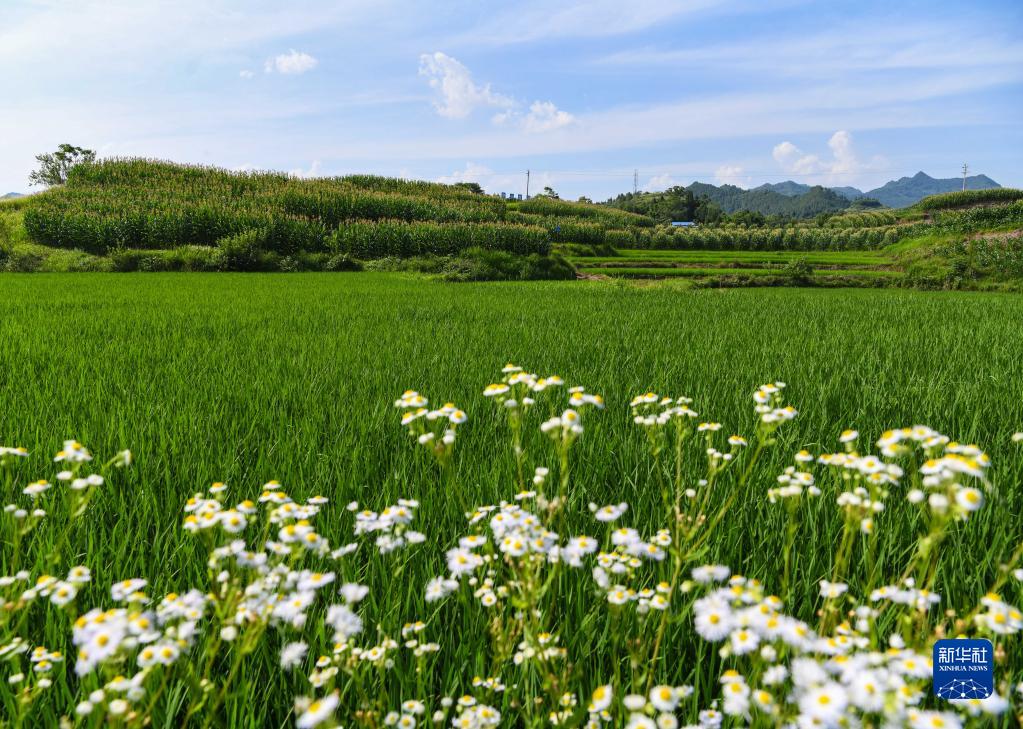 四川达州：加快推进农村撂荒地整治