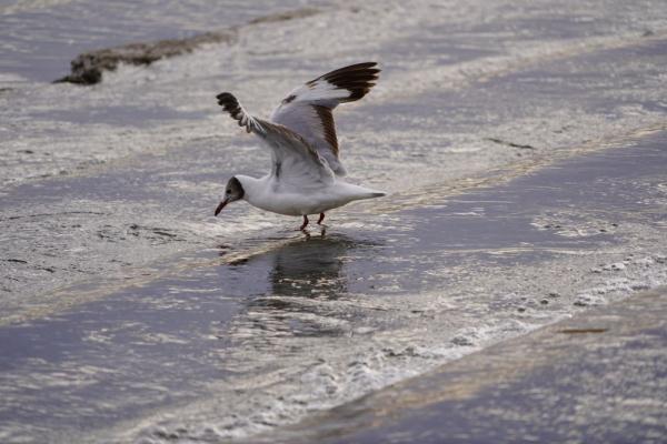 “水－鸟－鱼”系统保护，青海湖生态持续向好