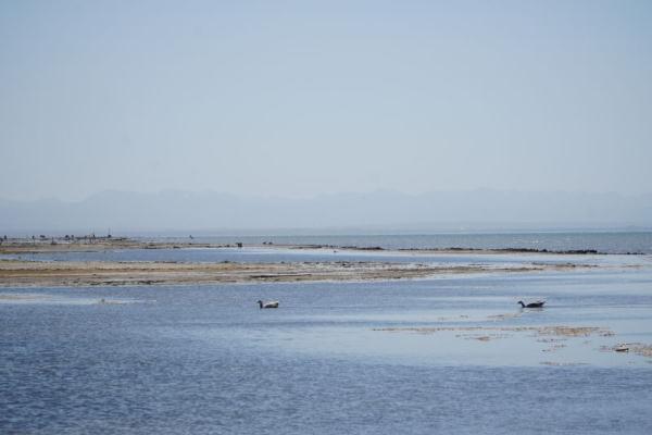“水－鸟－鱼”系统保护，青海湖生态持续向好
