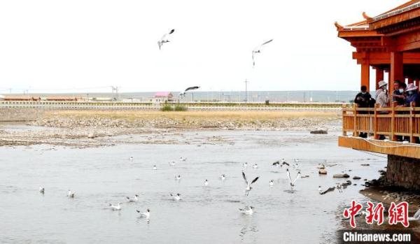 濒危物种青海湖裸鲤恢复到10.85万吨 是保护初期42倍