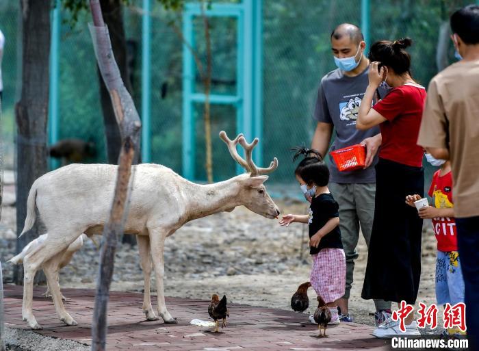 乌鲁木齐：萌宠乐园吸引小朋友与动物亲密互动