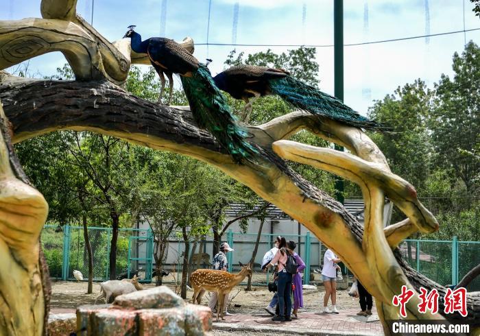 乌鲁木齐：萌宠乐园吸引小朋友与动物亲密互动