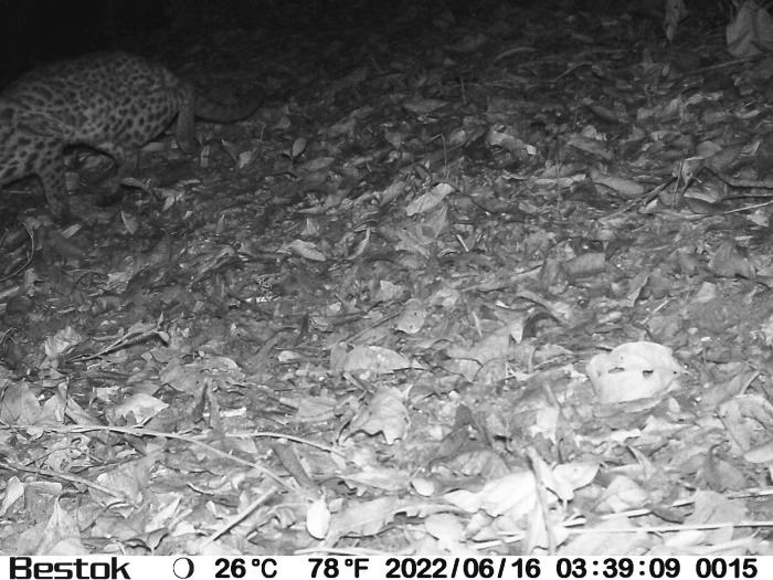 海南昌江海尾湿地公园首次拍摄到豹猫