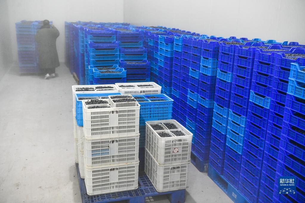贵州麻江：小蓝莓做成大产业