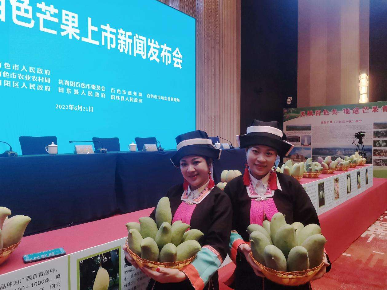 广西百色芒果将上市 今年产量预计达100万吨