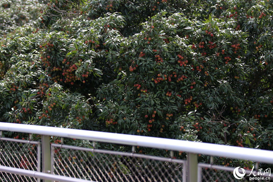 厦门山海健康步道：夏至时节荔枝挂满枝头 青红相映芬芳袭人