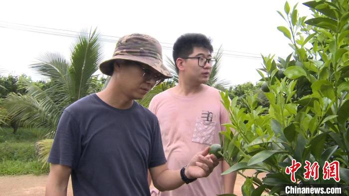 海南澄迈：科技助“橙” 品牌赢“市”