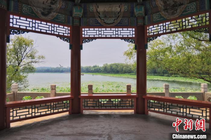 炎暑至荷花醒 北京发布市属公园赏荷观莲导览