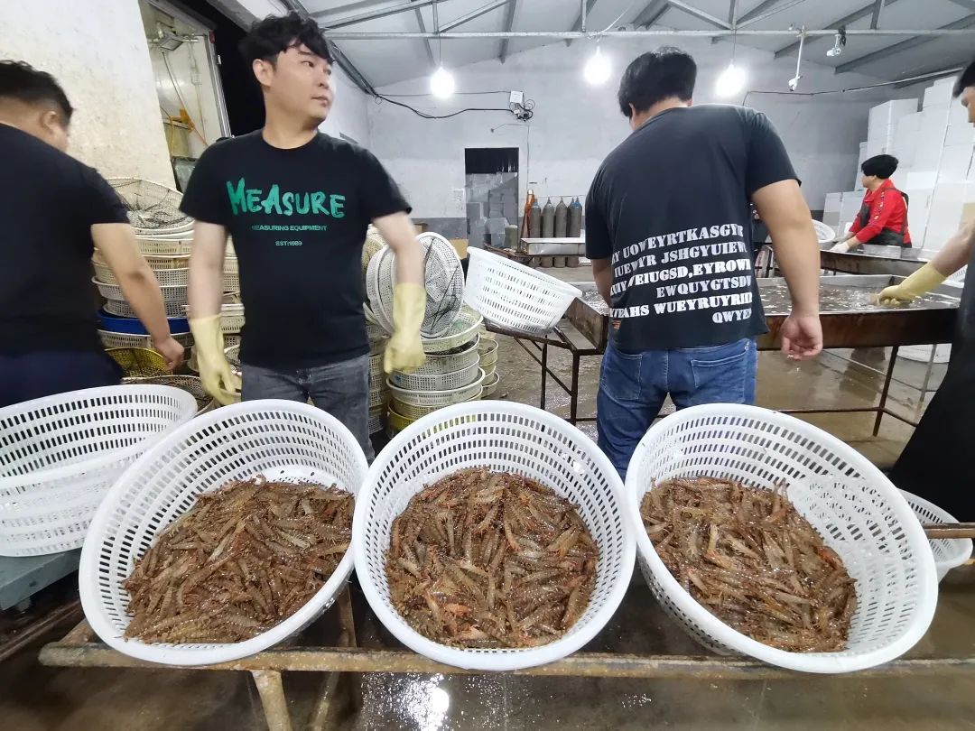 青岛这种“高颜值”海鲜大量上市！一天成交20万斤，你尝鲜了吗