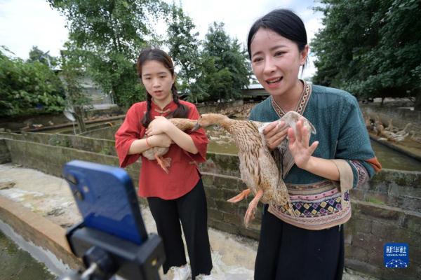 贵州三穗：促进传统麻鸭产业提质增效