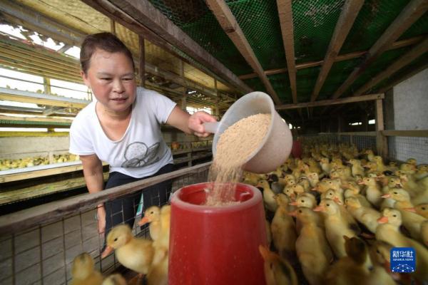 贵州三穗：促进传统麻鸭产业提质增效