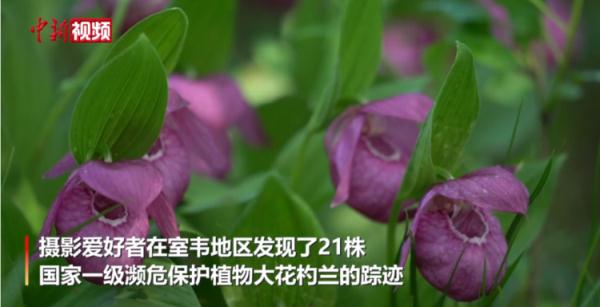 内蒙古发现21株国家一级濒危保护植物“大花杓兰”