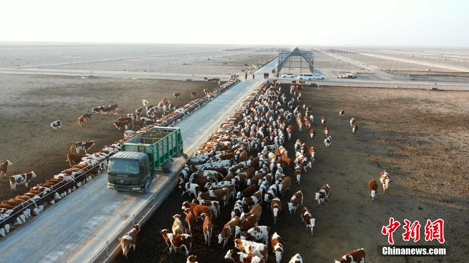 航拍新疆“最大牛场” 叶城戈壁滩上种草养牛