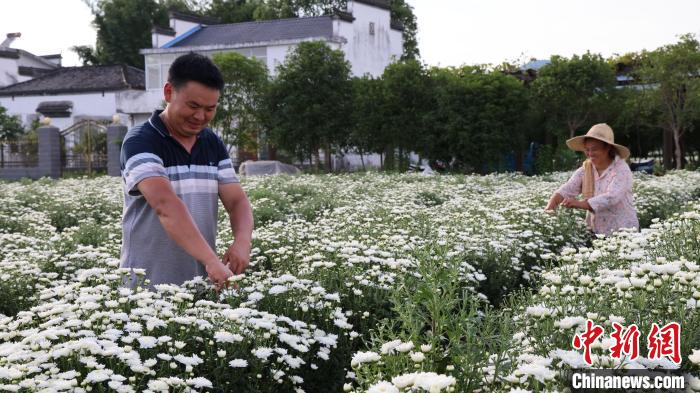 安徽省黄山市七月菊进入采摘季，呈现一派菊香人欢丰收景象。　成展鹏 摄