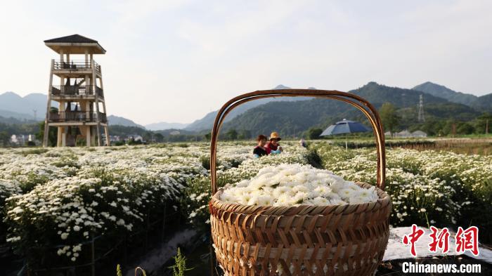 安徽省黄山市七月菊进入采摘季，呈现一派菊香人欢丰收景象。　成展鹏 摄
