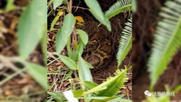 冒冷汗…广西一果园惊现3米长大家伙，还有23枚蛇蛋！