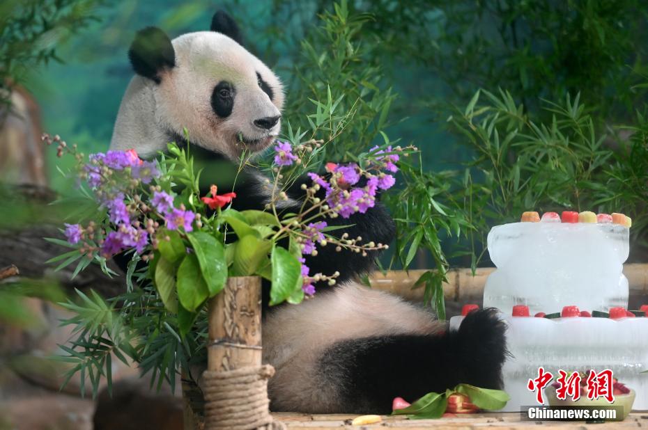 广西熊猫“兄妹”尝解暑“冰蛋糕” 庆6岁生日