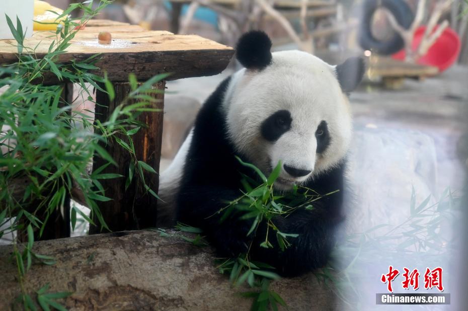 广西熊猫“兄妹”尝解暑“冰蛋糕” 庆6岁生日