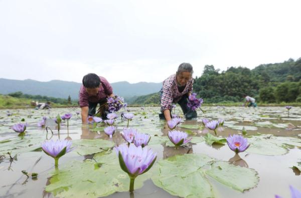贵州赤水：香水莲花开出“美丽经济”