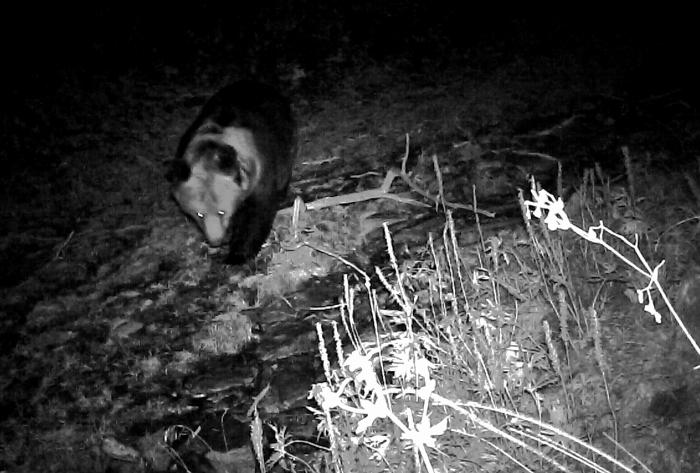 青海互助北山70年来首次发现棕熊活动轨迹