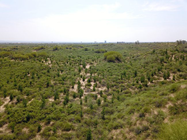 陕西榆阳林业碳汇让“绿色颜值”赋能生态价值