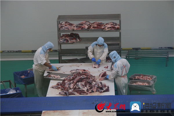 品质滨州丨做强“牛产业”阳信亿利源助推“阳信牛”高质量发展