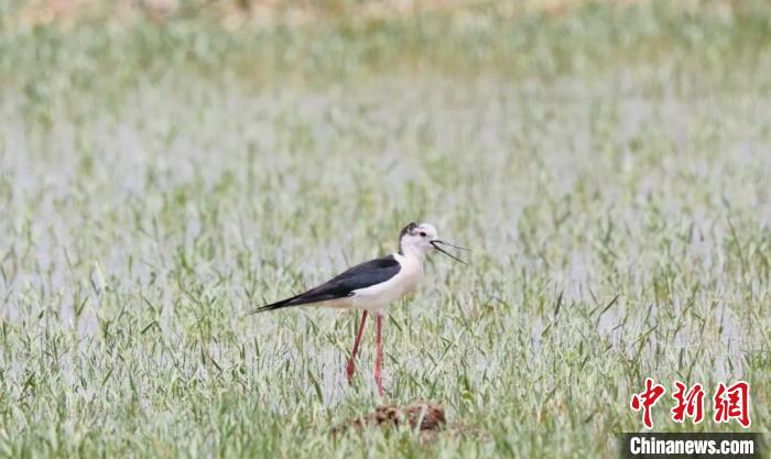 柴达木盆地可鲁克湖-托素湖自然保护区新增鸟类白腹鹞