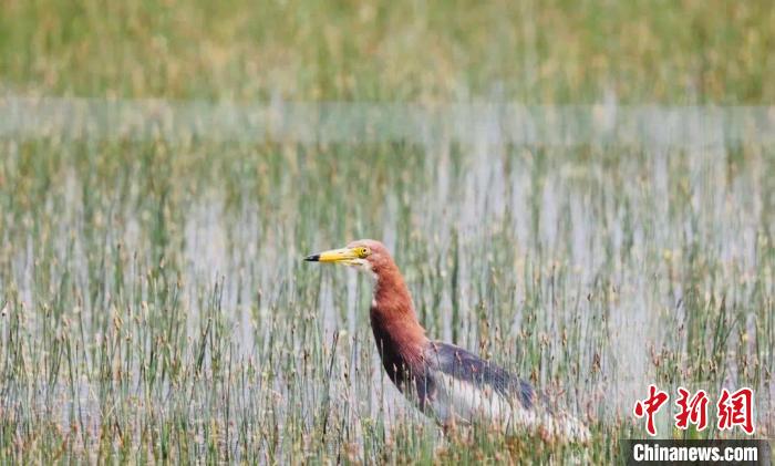柴达木盆地可鲁克湖-托素湖自然保护区新增鸟类白腹鹞