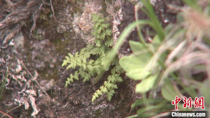 青海互助北山发现国家一级保护植物玉龙蕨