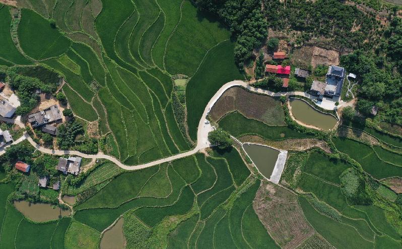 河南商城：夏日喜看新龙井，“爱情树”下话振兴