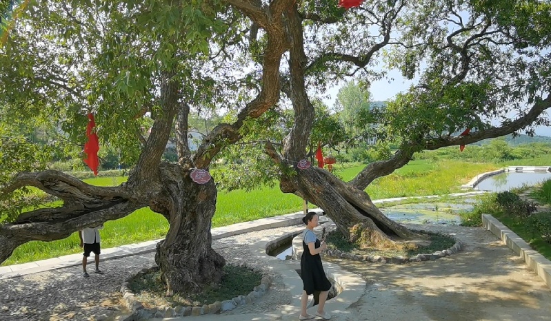 河南商城：夏日喜看新龙井，“爱情树”下话振兴