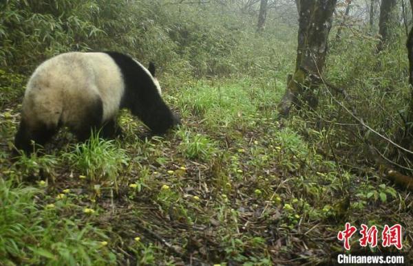 四川宝兴：野生大熊猫撒尿标记领地被记录