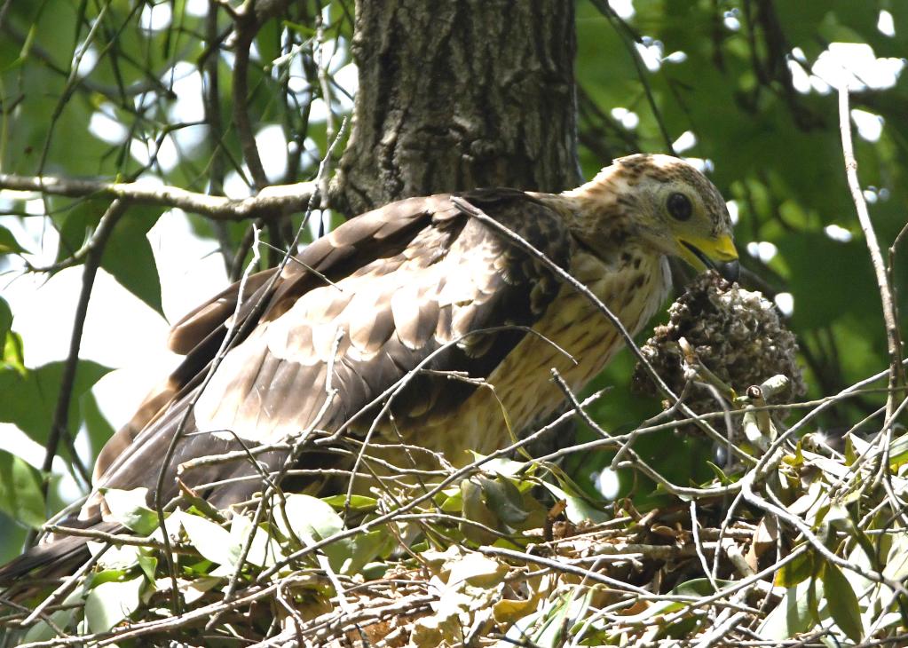 海南番加省级自然保护区：清点猛禽