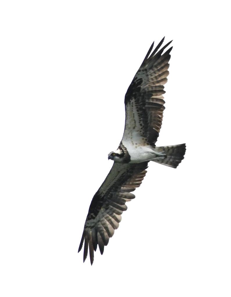海南番加省级自然保护区：清点猛禽