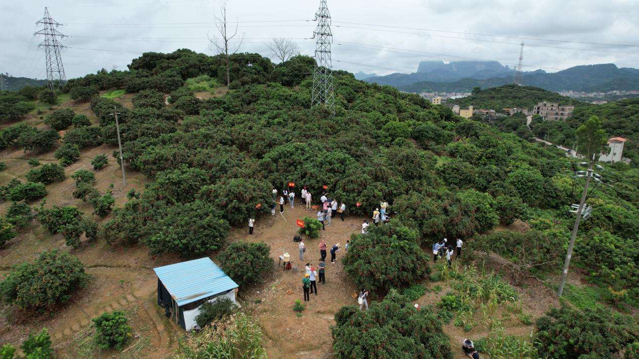 广西桂平：小小荔枝培育成大产业