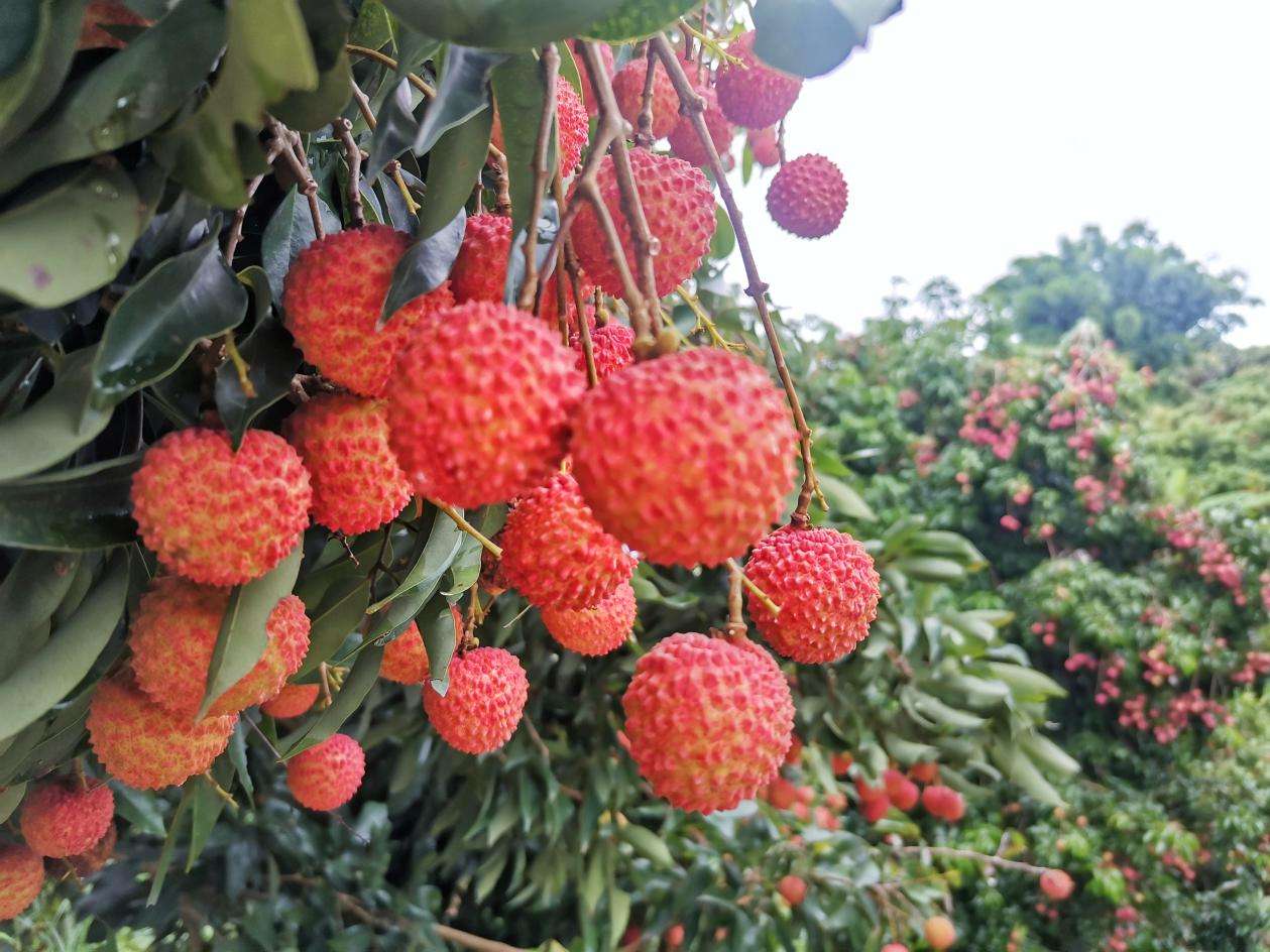 广西桂平：小小荔枝培育成大产业