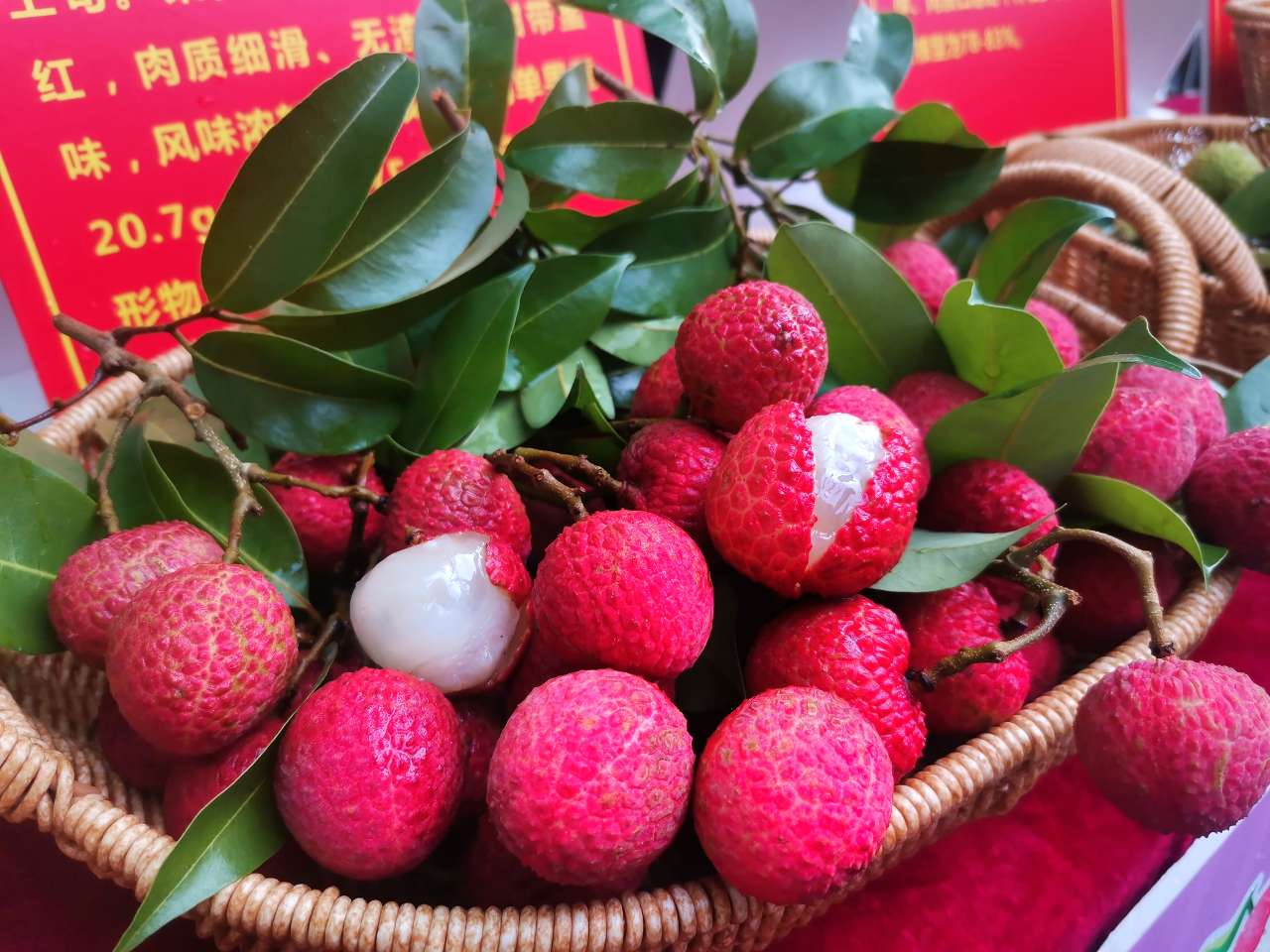 广西桂平：小小荔枝培育成大产业