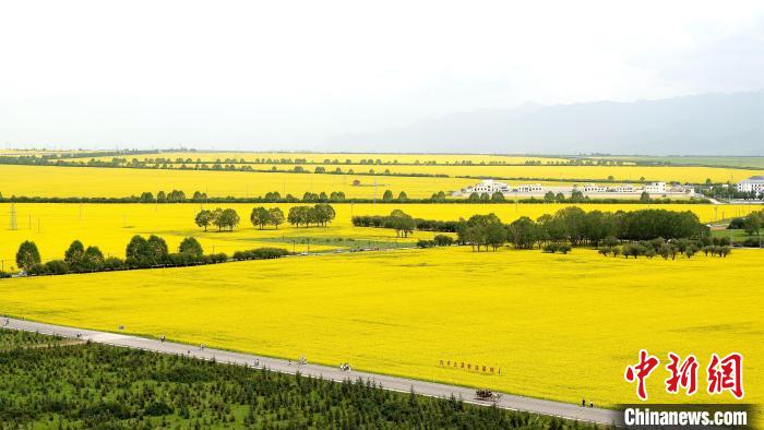 中国北方最大小油菜种植区“遍地流金”风光旖旎