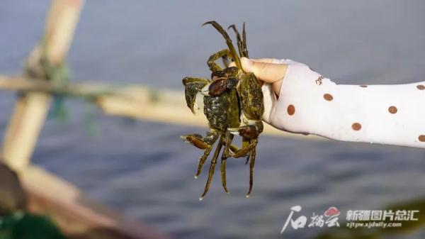 新疆沙漠腹地养出的螃蟹，你尝过没？