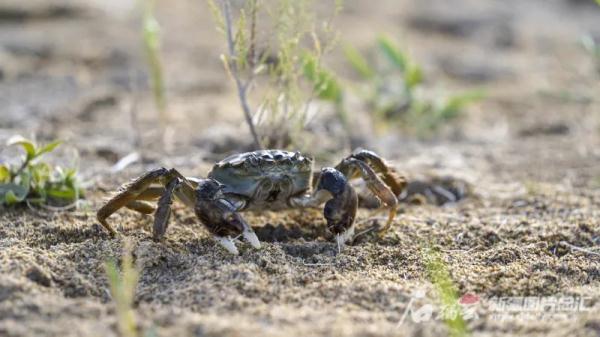 新疆沙漠腹地养出的螃蟹，你尝过没？