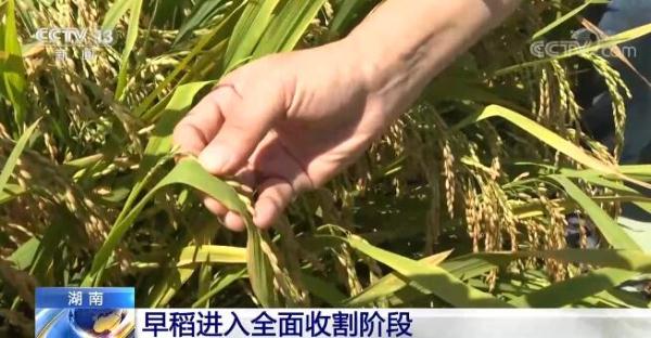 在希望的田野上·三夏时节 | 湖南各地早稻进入全面收割阶段