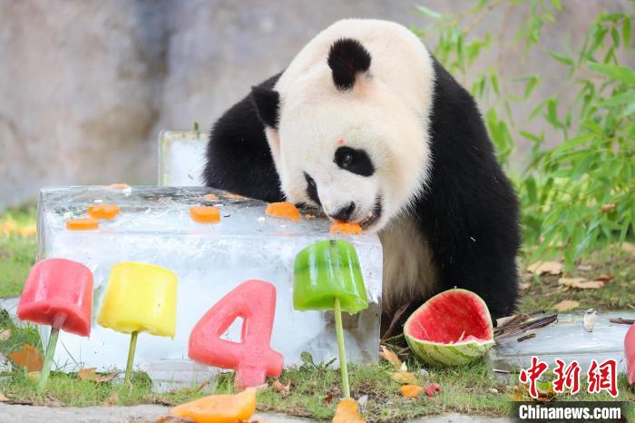 大熊猫“七七”迎来4周岁生日