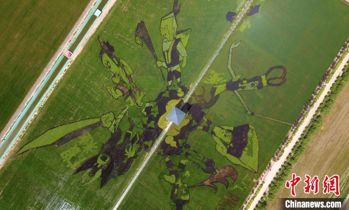 记者航拍宁夏贺兰县稻渔空间乡村生态观光园内的“稻田画”。　于晶 摄