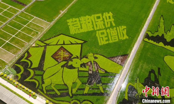 记者航拍宁夏贺兰县稻渔空间乡村生态观光园内的“稻田画”。　于晶 摄