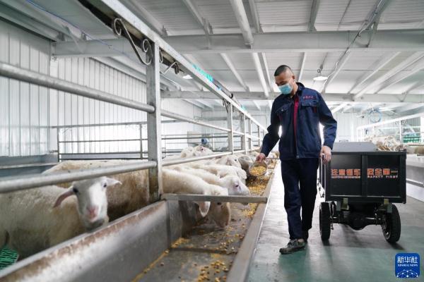 黑龙江：湖羊养殖推动老林区产业升级