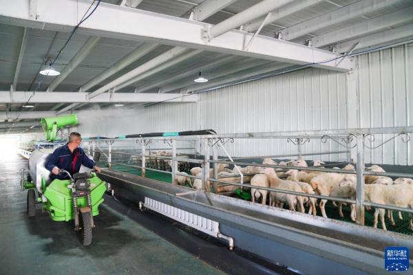 黑龙江：湖羊养殖推动老林区产业升级