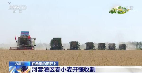 内蒙古河套灌区春小麦开镰收割 千台收割机参与麦收作业