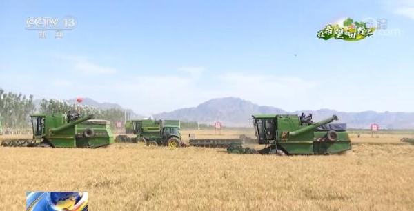 内蒙古河套灌区春小麦开镰收割 千台收割机参与麦收作业